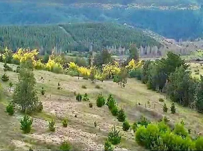 Parcela de 5.050 m² en venta en El Rosario, Angol